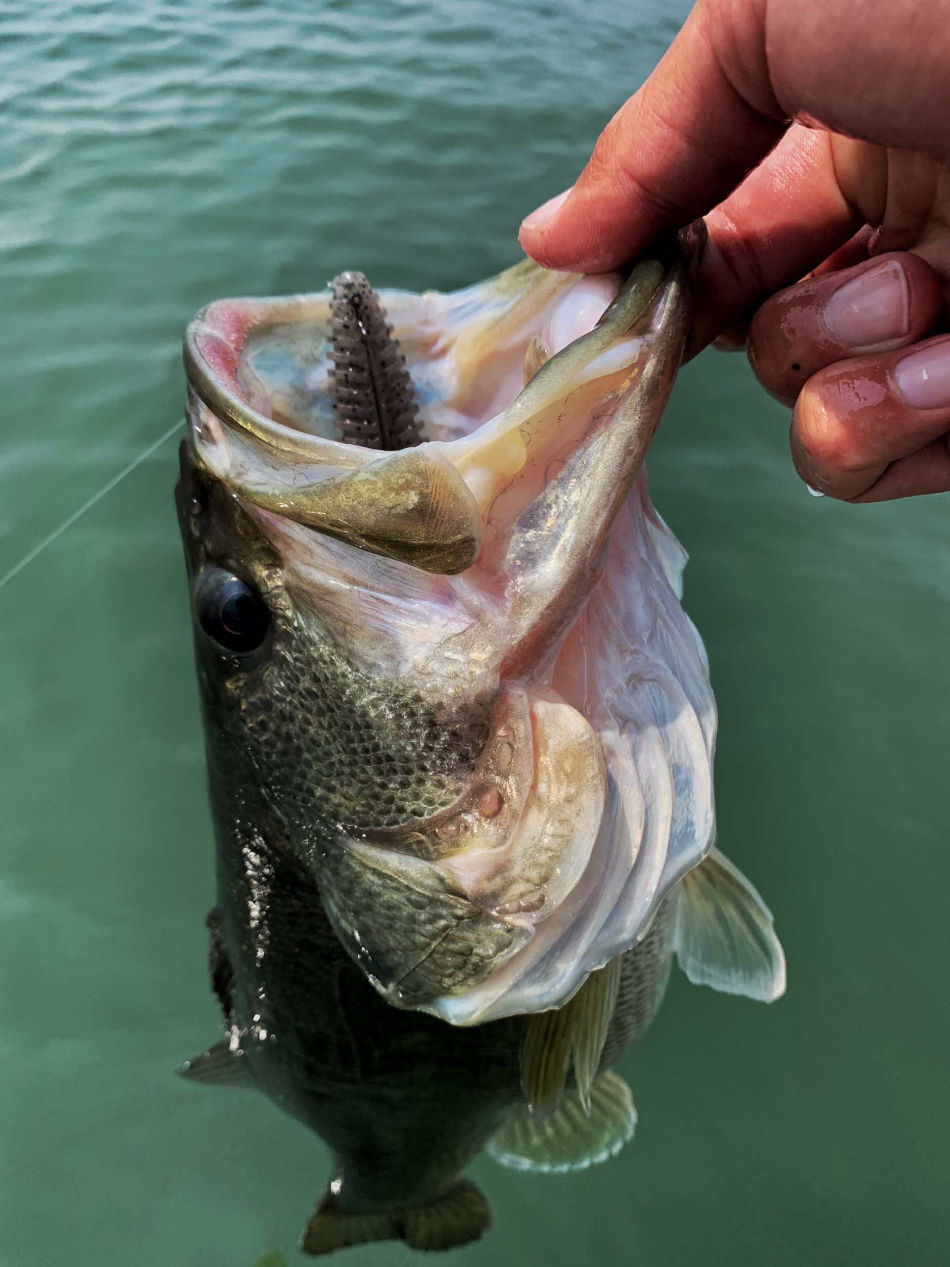 一人で釣りに行くということ | 琵琶湖北湖のバスフィッシングガイドCONNECT