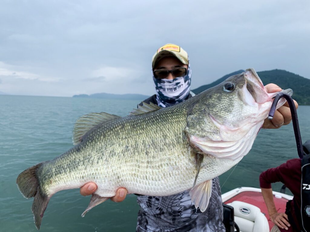 琵琶湖北湖のバス釣りの魅力を3つ紹介 琵琶湖北湖のバスフィッシングガイドconnect