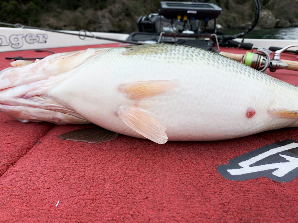 琵琶湖北湖のバス釣りの魅力を3つ紹介 琵琶湖北湖のバスフィッシングガイドconnect