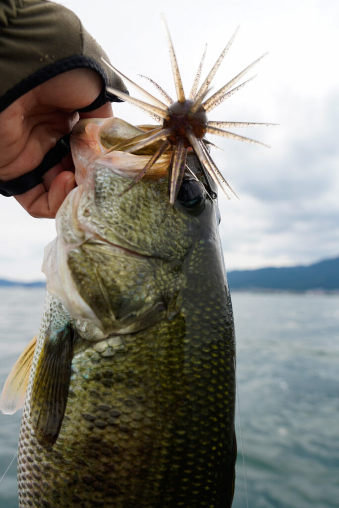 夏に琵琶湖ガイドが実践している「コイケフルキャスト」の使い方 | 琵琶湖北湖のバスフィッシングガイドCONNECT